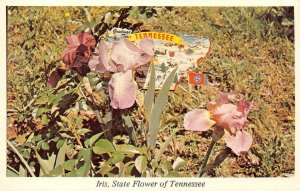 STATE FLOWER OF TENNESSEE Iris Flowers, Flag, Map c1950s Vintage Postcard