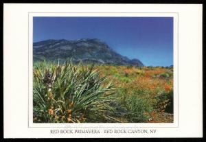 Red Rock Primavera - Red Rock Canyon