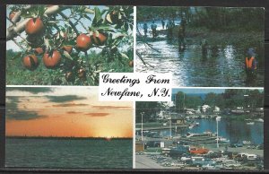 New York, Newfane - Greetings From - Multi-View - [NY-271]