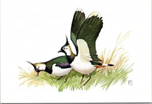 Lapwing Kievit bird artist signed RS Netherlands Postcard DB UNP