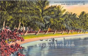 Black Swans, Pancoast Lake - Miami Beach, Florida FL  