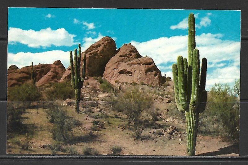 Arizona - Saguaro Giant Cactus - [AZ-123]