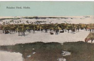 Alaska Native Reindeer Herd