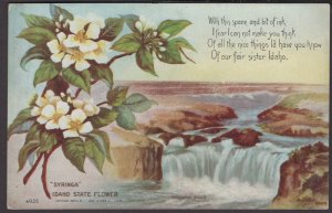 Idaho State Flower Syringa With this space and bit of ink, Copyright 1908 DB