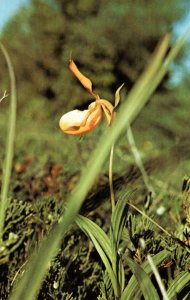 Yellow Ladyslipper Flower BIN