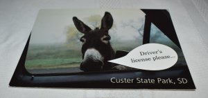 Driver's License Please Custer State Park Black Hills South Dakota Postcard