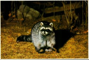 California Sierra Nevada Mountains Raccoon