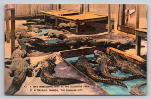 Alligator Farm  St. Petersburg  Florida     Postcard