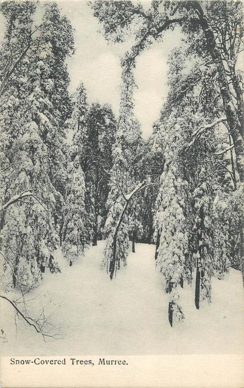 Pakistan Snow-Covered Trees Murree vintage postcard