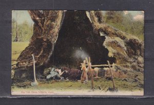 VICTORIA, BIG TREE CAMP, 1907 ppc., unused..