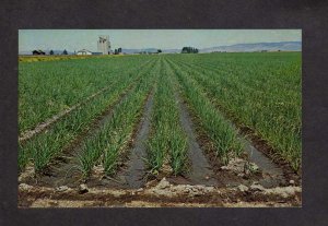 CA Onions Farming Fields Basin Onion Tulelake California Postcard Agriculture