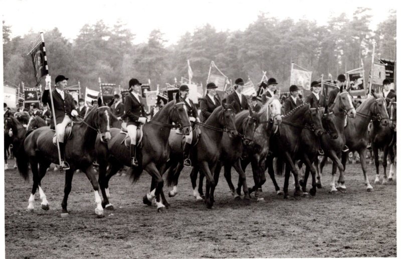 Equestrian Sport Horses Kamp Gorssel Zutphen 1976 Vintage RPPC 09.19