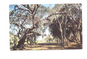 Oaks and Moss Overlooking Bay, Florida, Used 1963