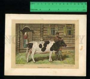 171092 COW Greatrus cattle by KHORN vintage chromolithograph