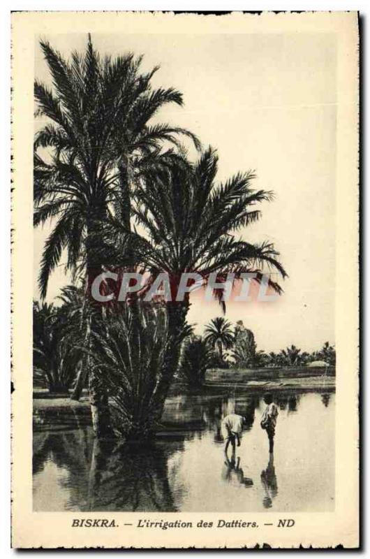 Old Postcard Biskra irrigation of Dattiers