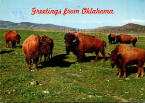 Oklahoma Greetings With Buffalos 1982