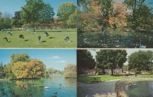 Detroit Zoological Park Birds Swans Flamingoe 4x USA Postcard s