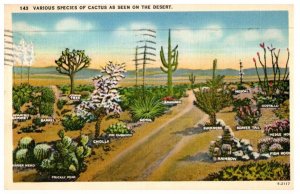 Various Species Of Cactus As Seen On The Desert Cactus Postcard Posted 1947