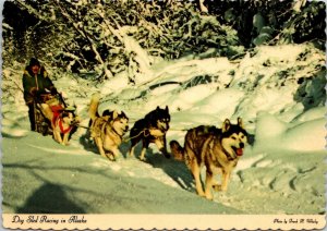 Dog Sled husky team Racing in Alaska Postcard Dexter Press Frank Whaley UNP