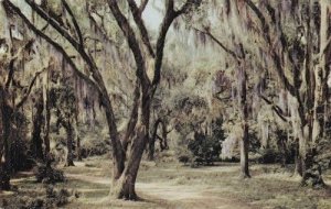 Moss Draped Live Oaks Mississippi Postcard