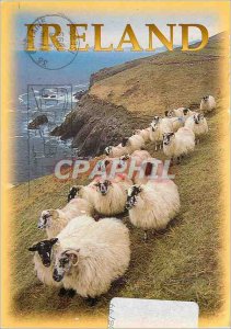 Postcard Modern Ireland Sheep