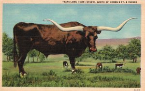 Vintage Postcard Beef Cattle Texas Long Horn Steer Width Of Horns 9 Ft. 6 Inches