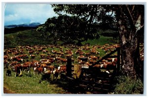 Maui Hawaii HI Postcard Purebred Hereford Breedings Cows Hawaiian Islands c1969