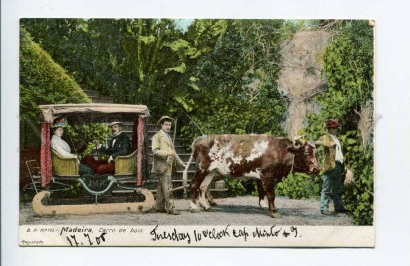 424455 PORTUGAL MADEIRA Funchall Bullock cart Vintage postcard