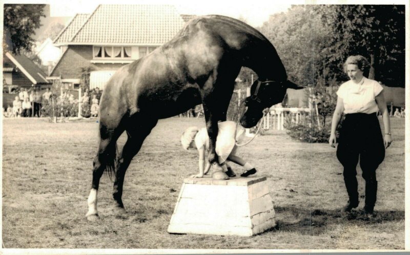 Hippique sport horses horse and a kid RPPC 03.95