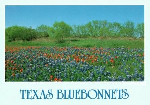 Vintage Postcard Bluebonnets State Flower Blossom Time Colorful Texas TX