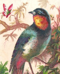 1880s W.H. Arnold's Bargain Store Colorful Lovely Birds Insects Set Of 4 P197