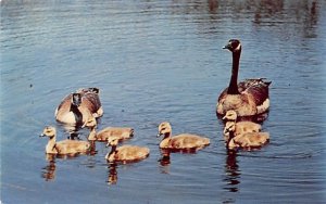 Canada Goose Family Battle Creek, Michigan, USA