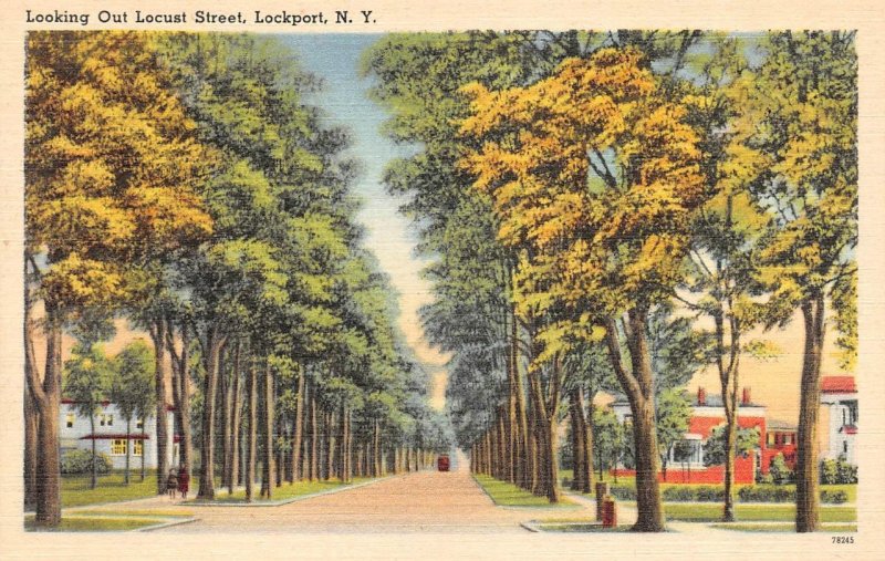 Lockport, NY New York  LOCUST STREET SCENE  Tree Lined~Homes  ca1940's Postcard