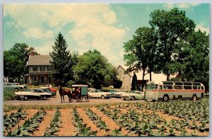 Paradise Pennsylvania 1950s Postcard Amish Farm & House Cars Bus near Lancaster