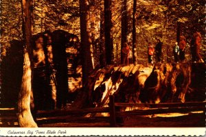 California Calaveras Big Trees State Park Giant Felled Tree 100 Years Old