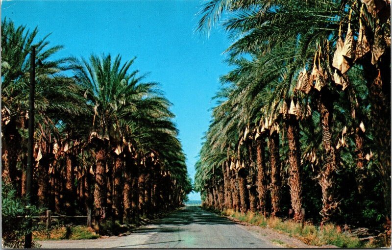 Date Harvest Time Palm Tree Vintage Postcard 