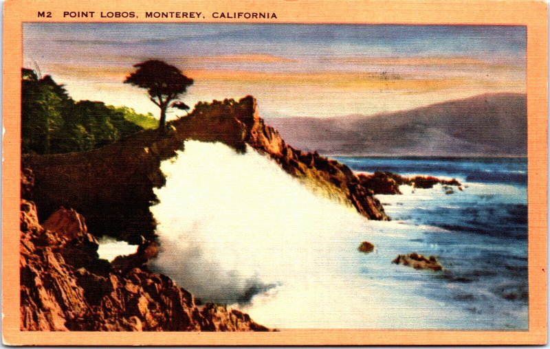 USA California Monterey Point Lobos Vintage Postcard C164