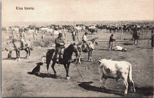 Argentina Una Hiera Bulls Vintage Postcard C066