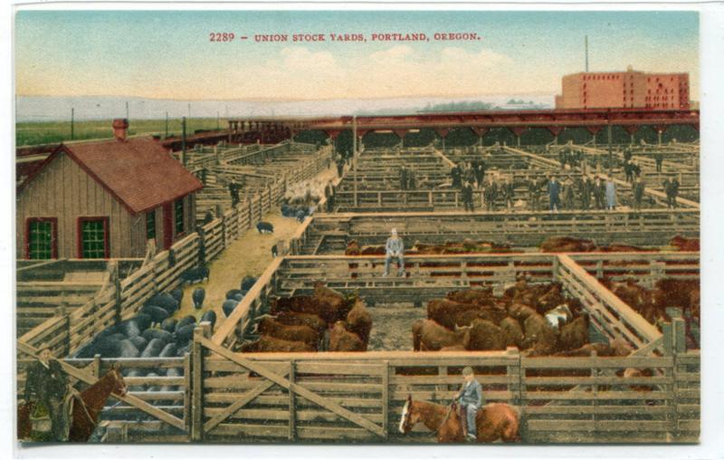 Union Stock Yards Portland Oregon 1910c postcard
