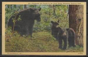 North Carolina - Black Bears - Great Smokey Mountains - [NC-056]