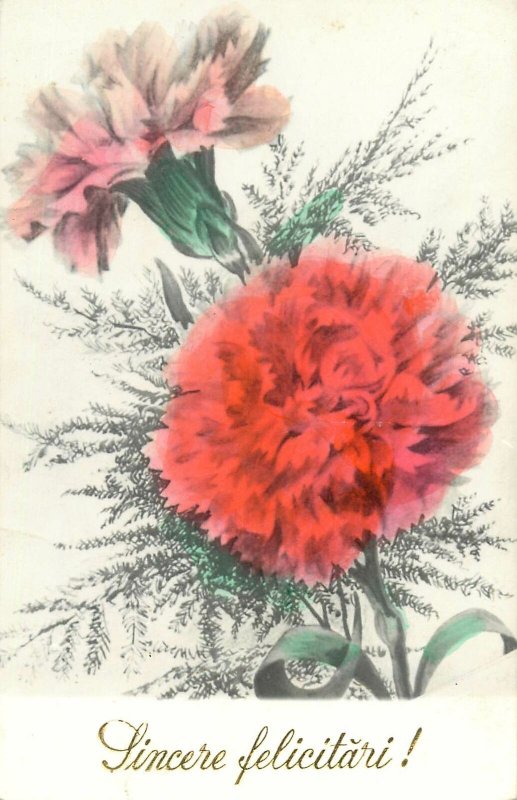 Congratulations Postcard carnations flowers