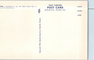 Rat Fish Considered To Be The Oldest Known Fish Postcard