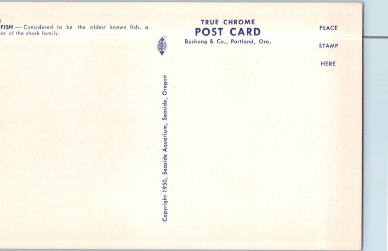 Rat Fish Considered To Be The Oldest Known Fish Postcard