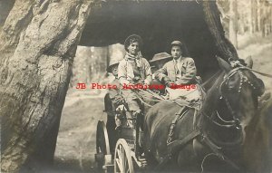 Yosemite National Park, RPPC, Mariposa, Wawona Tree, Tourist Stage Coach, Photo