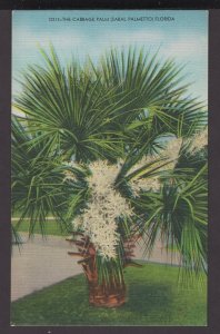 Florida - The Cabbage Palm (Sabal Palmetto) - Linen