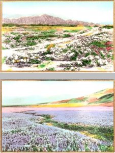 2~RPPC Hand Colored Postcards PRIMROSES & LUPINES Fred K W Martin GILDED EDGES