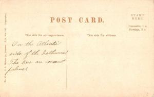 Cristobal Panama Canal Zone Palm Avenue Antique Postcard J57238