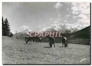 Postcard Modern Cows Grazing in Cerdanya