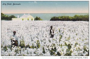 A Lily Field Bermuda