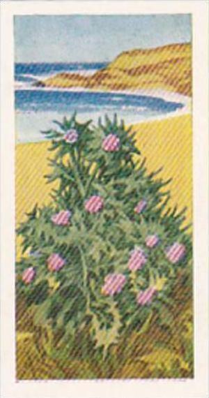 Glengettie Trade Card Wild Flowers No 7 Sea Holly